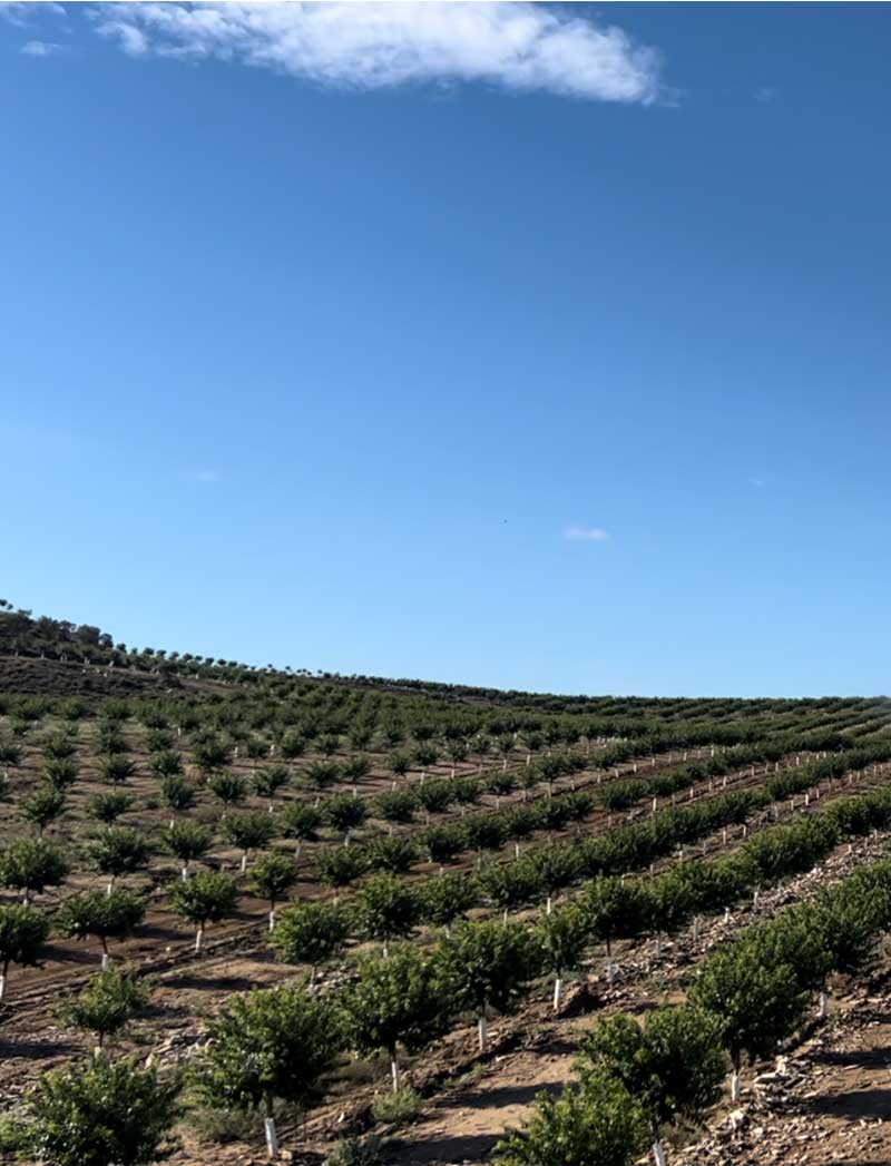 Servicios Almond Fruits